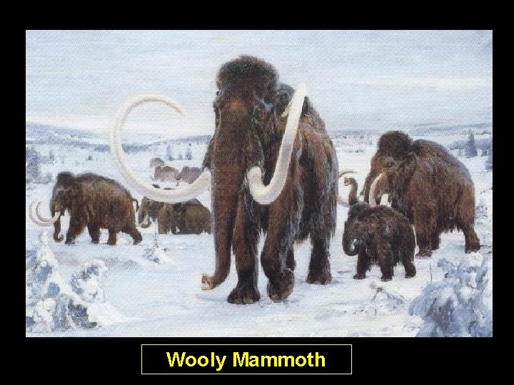 Wooly Mammoth Wooly Mammoth