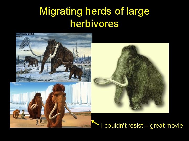Migrating herds of large herbivores I couldn’t resist – great movie! Migrating herds of large herbivores I couldn’t resist – great movie!