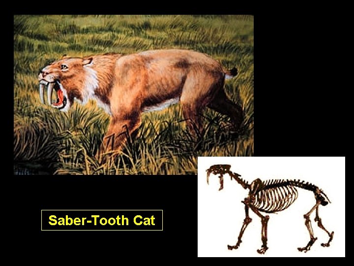 Saber-Tooth Cat Saber-Tooth Cat