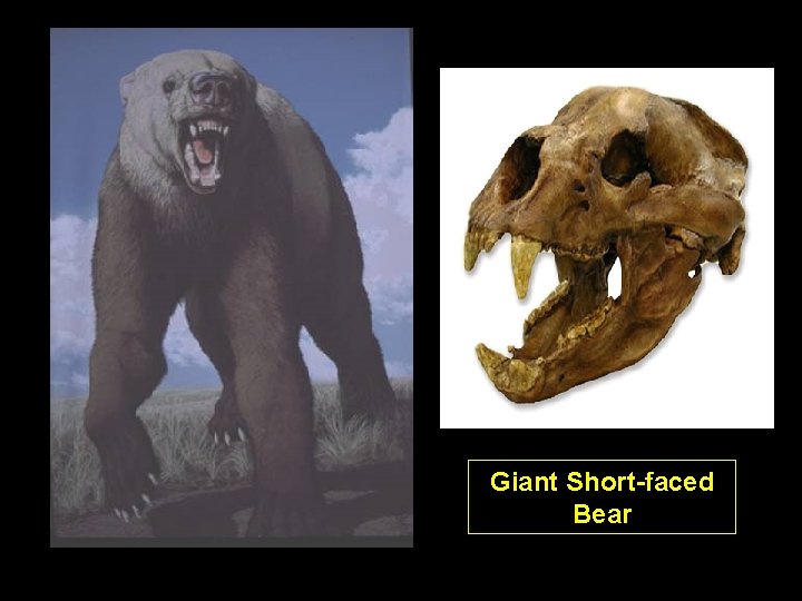 Giant Short-faced Bear Giant Short-faced Bear