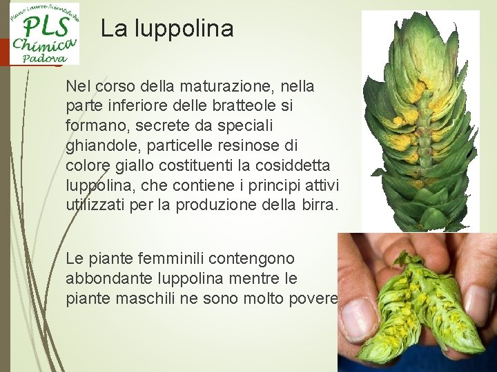 La luppolina Nel corso della maturazione, nella parte inferiore delle bratteole si formano, secrete