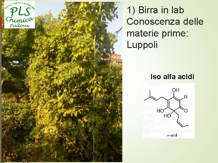 1) Birra in lab Conoscenza delle materie prime: Luppoli Iso alfa acidi 