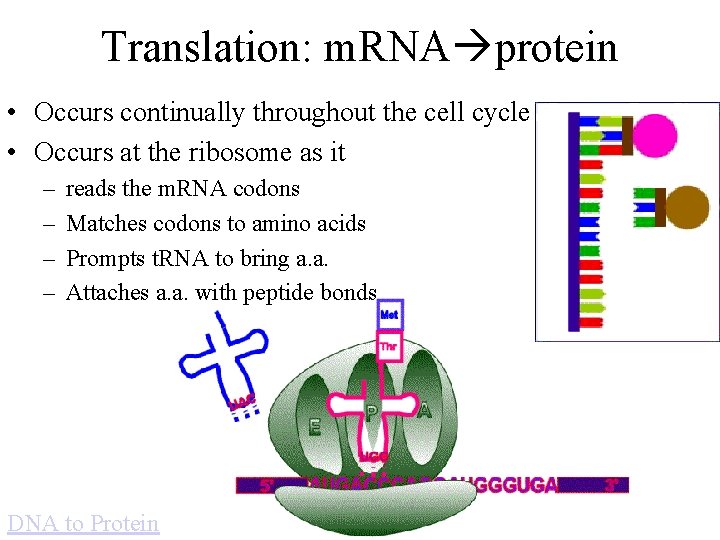 Translation: m. RNA protein • Occurs continually throughout the cell cycle • Occurs at