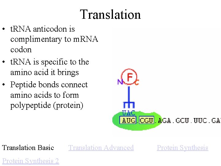 Translation • t. RNA anticodon is complimentary to m. RNA codon • t. RNA