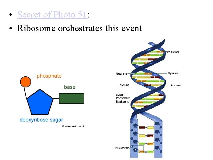  • Secret of Photo 51: • Ribosome orchestrates this event 