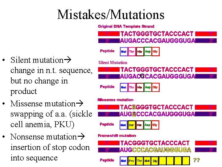 Mistakes/Mutations • Silent mutation change in n. t. sequence, but no change in product