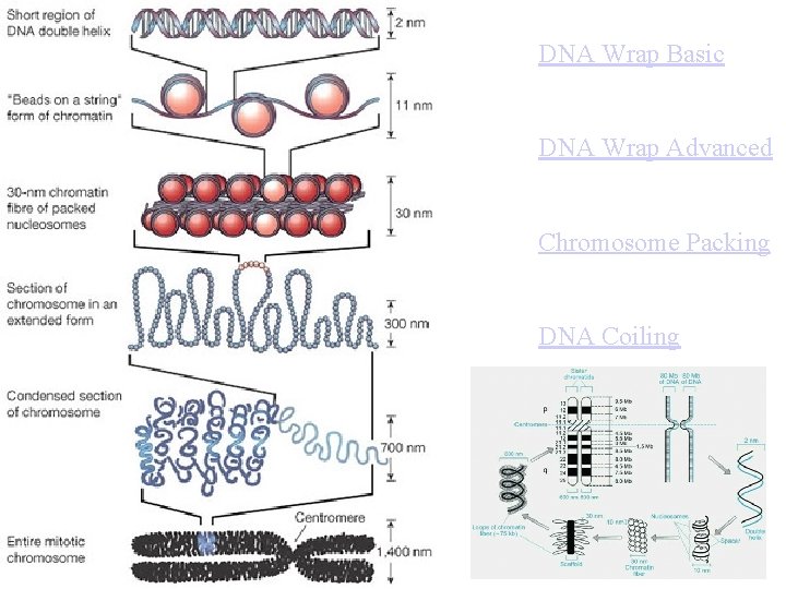DNA Wrap Basic DNA Wrap Advanced Chromosome Packing DNA Coiling 