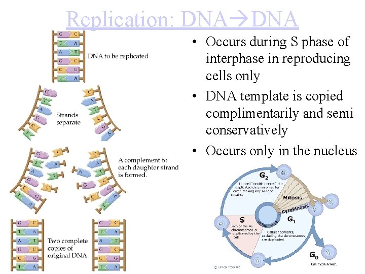 Replication: DNA • Occurs during S phase of interphase in reproducing cells only •