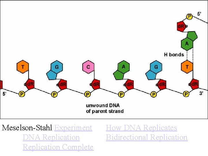Meselson-Stahl Experiment DNA Replication Complete How DNA Replicates Bidirectional Replication 