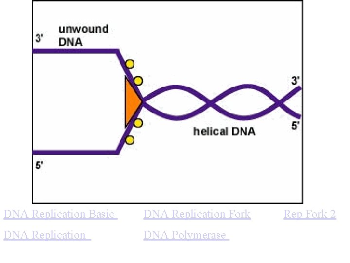 DNA Replication Basic DNA Replication Fork DNA Replication DNA Polymerase Rep Fork 2 