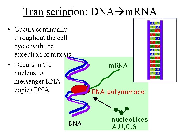Tran scription: DNA m. RNA • Occurs continually throughout the cell cycle with the