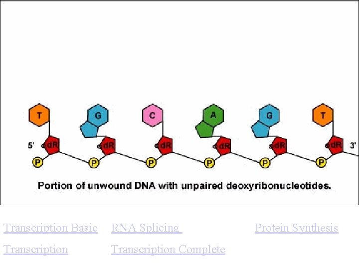 Transcription Basic RNA Splicing Transcription Complete Protein Synthesis 