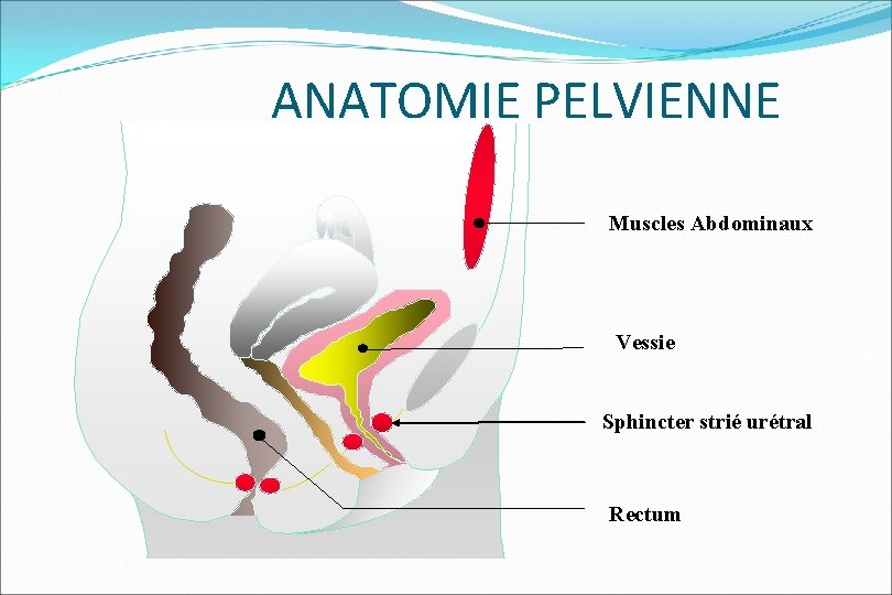  ANATOMIE PELVIENNE Muscles Abdominaux Vessie Sphincter strié urétral Rectum 