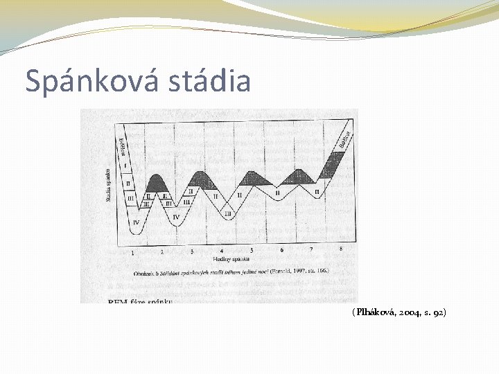Spánková stádia (Plháková, 2004, s. 92) 
