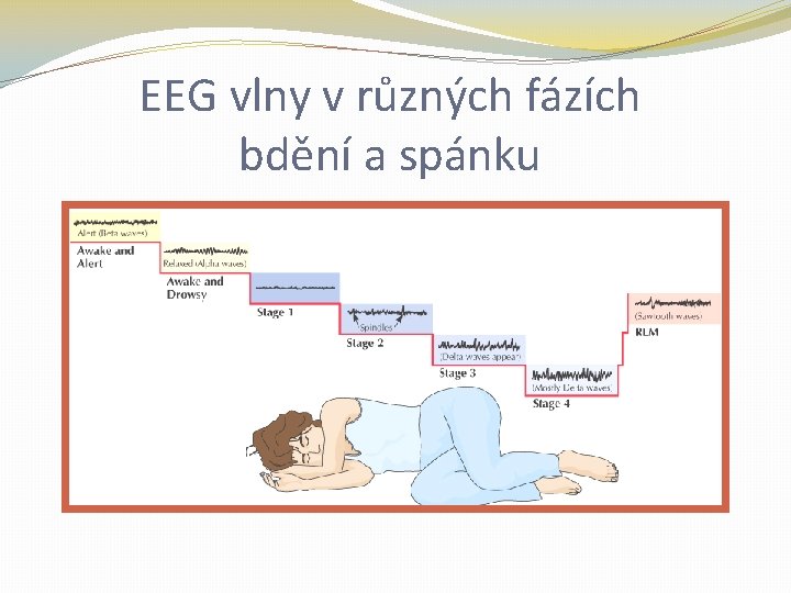 EEG vlny v různých fázích bdění a spánku 