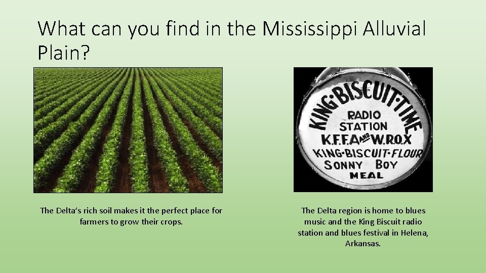 What can you find in the Mississippi Alluvial Plain? The Delta’s rich soil makes