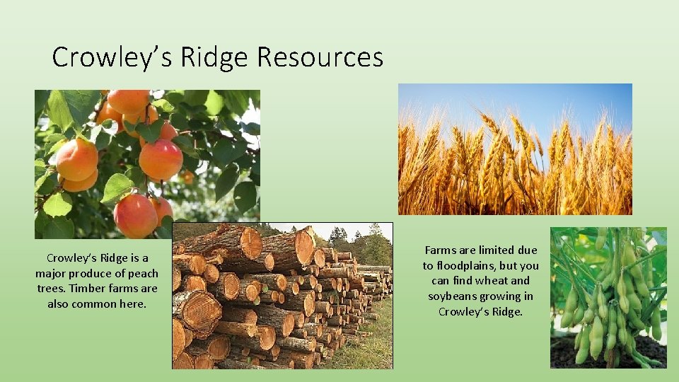 Crowley’s Ridge Resources Crowley’s Ridge is a major produce of peach trees. Timber farms