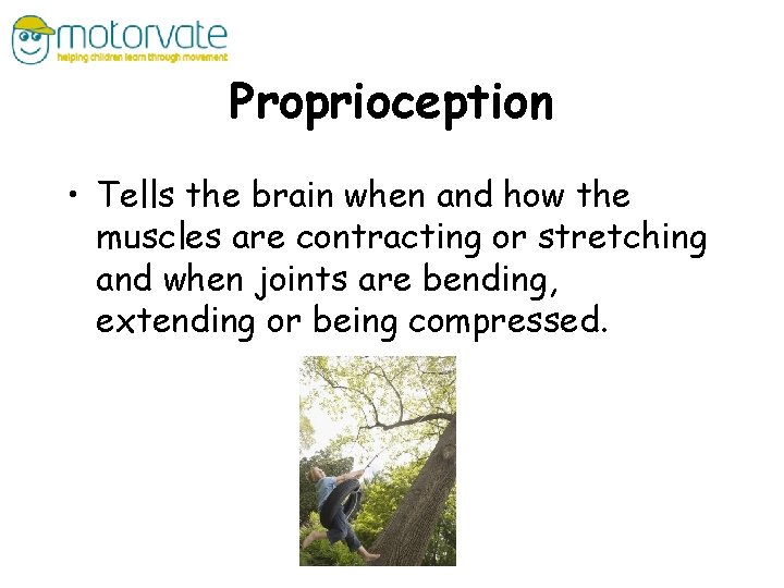 Proprioception • Tells the brain when and how the muscles are contracting or stretching