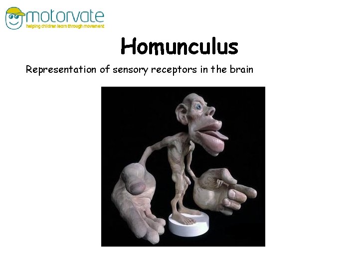 Homunculus Representation of sensory receptors in the brain 