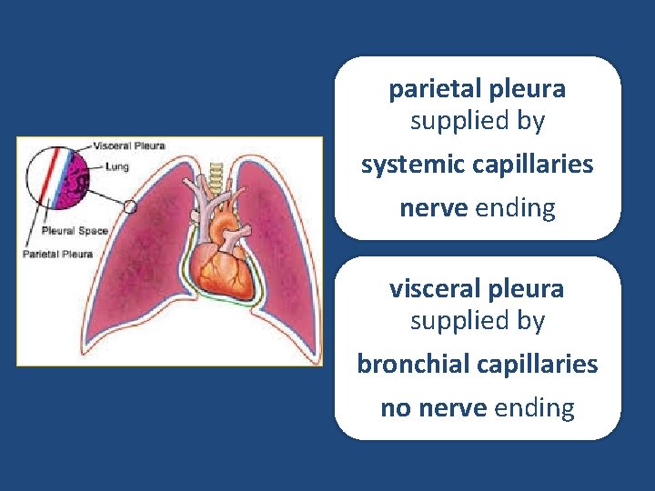 parietal pleura supplied by systemic capillaries nerve ending visceral pleura supplied by bronchial capillaries