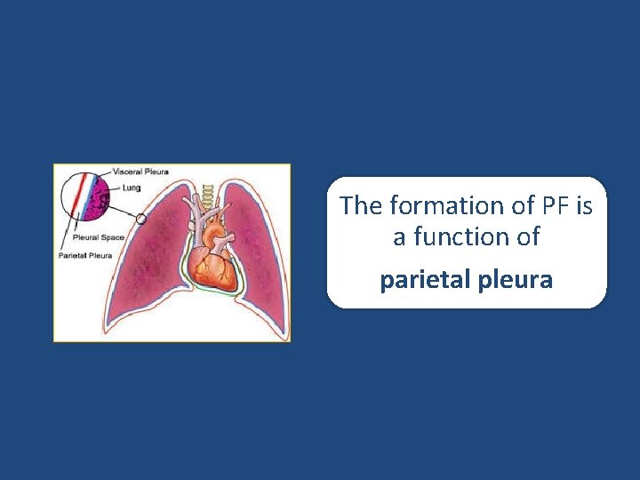 The formation of PF is a function of parietal pleura 