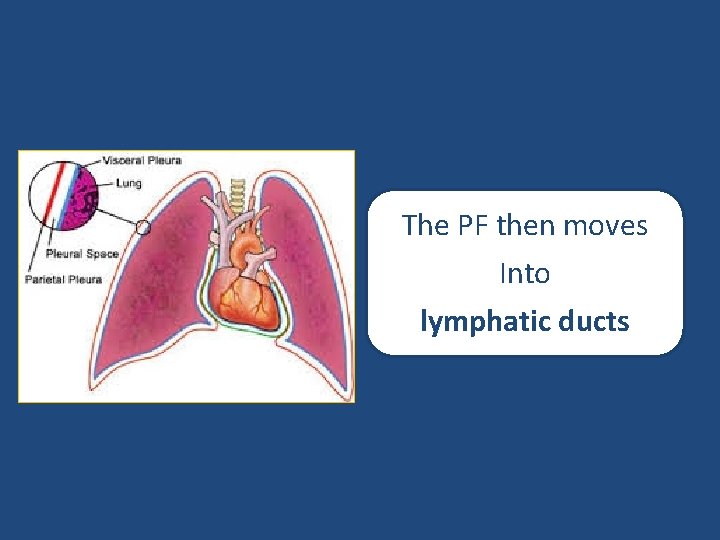 The PF then moves Into lymphatic ducts 