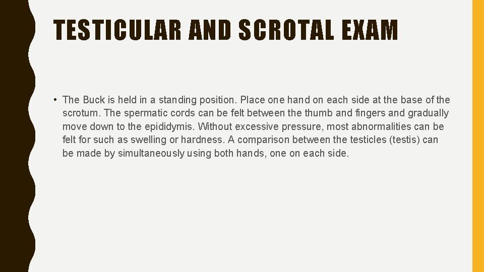 TESTICULAR AND SCROTAL EXAM • The Buck is held in a standing position. Place