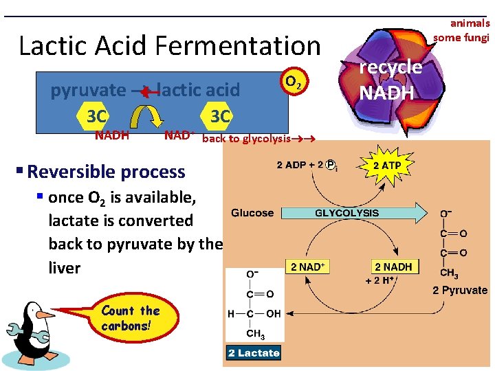 Enzymes are necessary because they cause reactions to