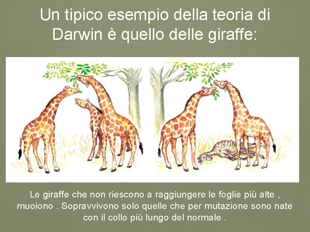 Un tipico esempio della teoria di Darwin è quello delle giraffe: Le giraffe che