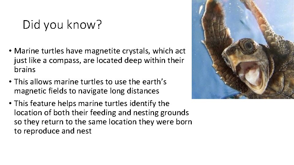 Did you know? • Marine turtles have magnetite crystals, which act just like a