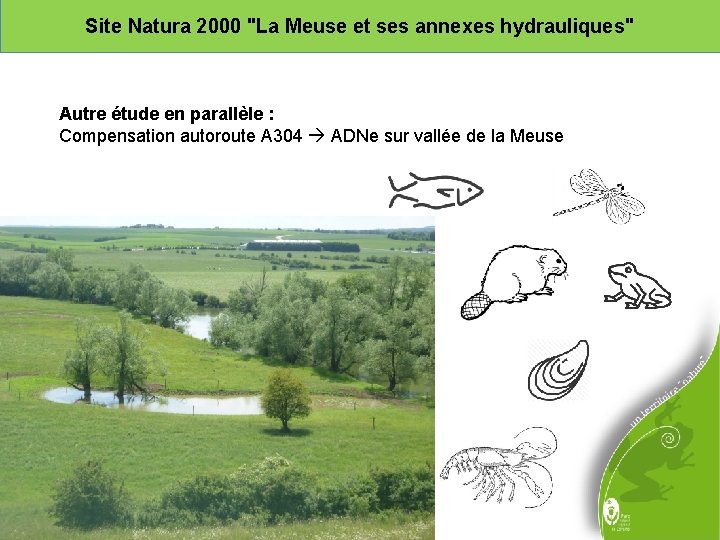 Site Natura 2000 "La Meuse et ses annexes hydrauliques" Autre étude en parallèle :