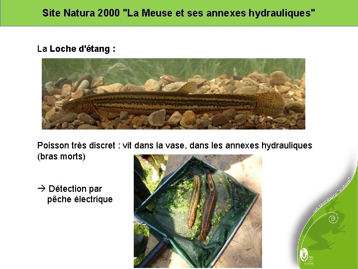 Site Natura 2000 "La Meuse et ses annexes hydrauliques" La Loche d'étang : Poisson