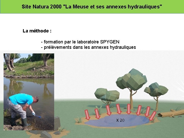 Site Natura 2000 "La Meuse et ses annexes hydrauliques" La méthode : - formation