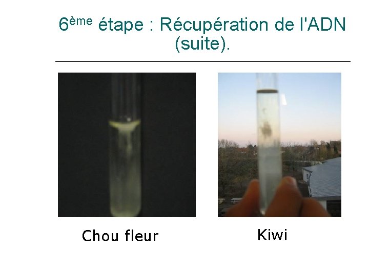 6ème étape : Récupération de l'ADN (suite). Chou fleur Kiwi 