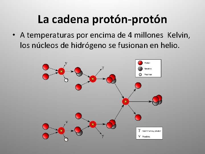 La cadena protón-protón • A temperaturas por encima de 4 millones Kelvin, los núcleos