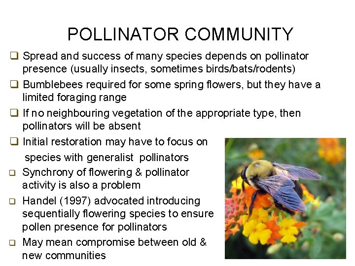 POLLINATOR COMMUNITY q Spread and success of many species depends on pollinator presence (usually