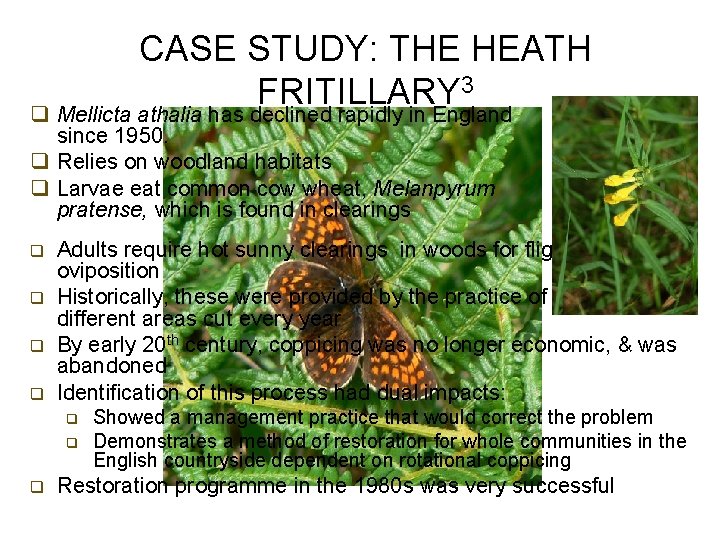 CASE STUDY: THE HEATH 3 FRITILLARY q Mellicta athalia has declined rapidly in England