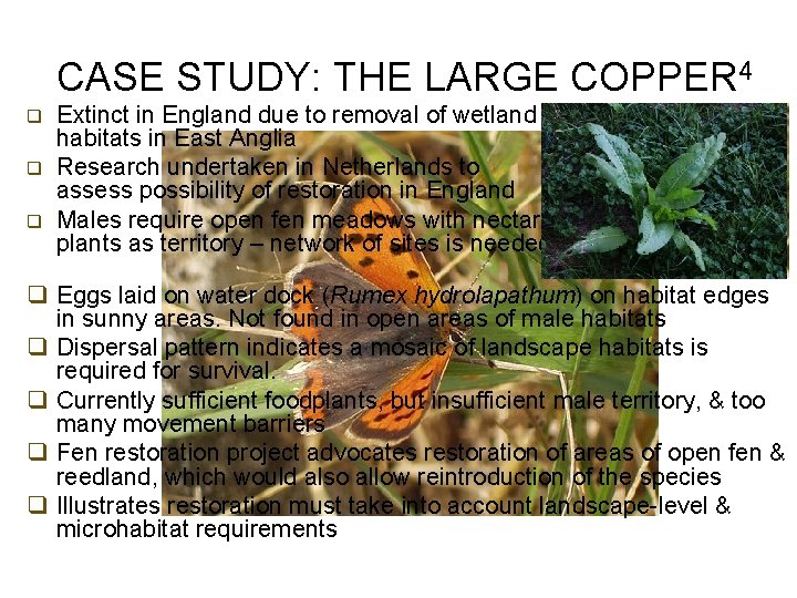 CASE STUDY: THE LARGE COPPER 4 q q q Extinct in England due to