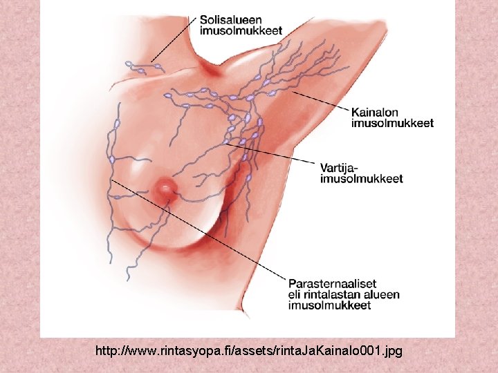 http: //www. rintasyopa. fi/assets/rinta. Ja. Kainalo 001. jpg 