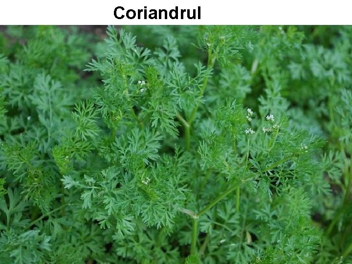 Coriandrul Coriandrul