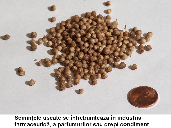 Semințele uscate se întrebuințează în industria farmaceutică, a parfumurilor sau drept condiment. Semințele uscate se întrebuințează în industria farmaceutică, a parfumurilor sau drept condiment.