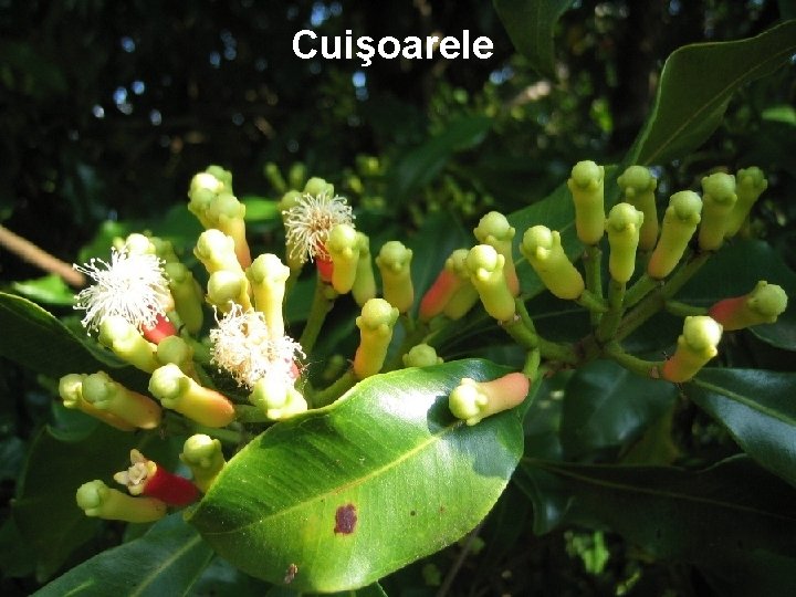 Cuişoarele Cuişoarele