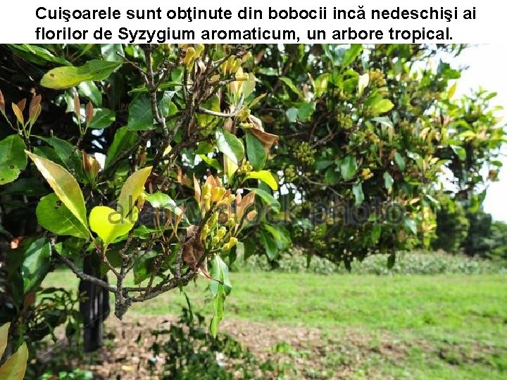 Cuişoarele sunt obţinute din bobocii incă nedeschişi ai florilor de Syzygium aromaticum, un arbore Cuişoarele sunt obţinute din bobocii incă nedeschişi ai florilor de Syzygium aromaticum, un arbore