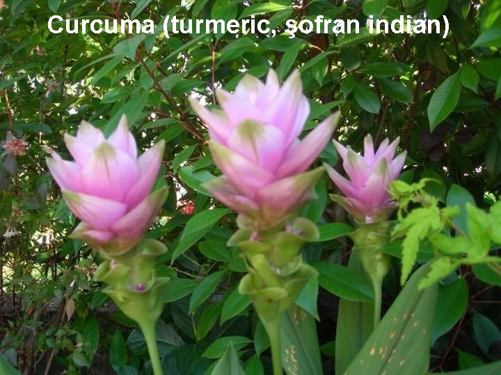 Curcuma (turmeric, şofran indian) Curcuma (turmeric, şofran indian)