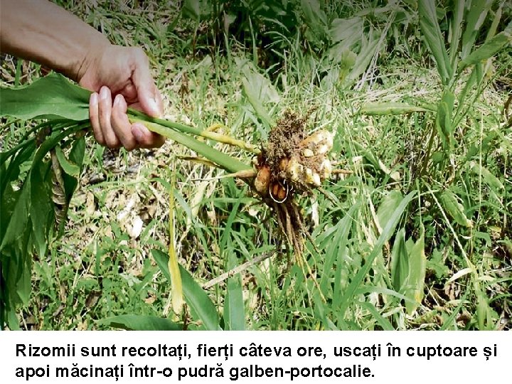 Rizomii sunt recoltați, fierți câteva ore, uscați în cuptoare și apoi măcinați într-o pudră Rizomii sunt recoltați, fierți câteva ore, uscați în cuptoare și apoi măcinați într-o pudră