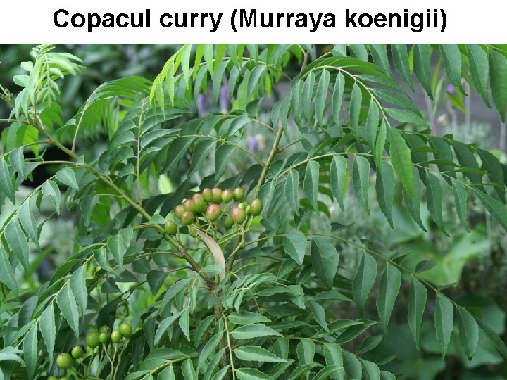Copacul curry (Murraya koenigii) Copacul curry (Murraya koenigii)