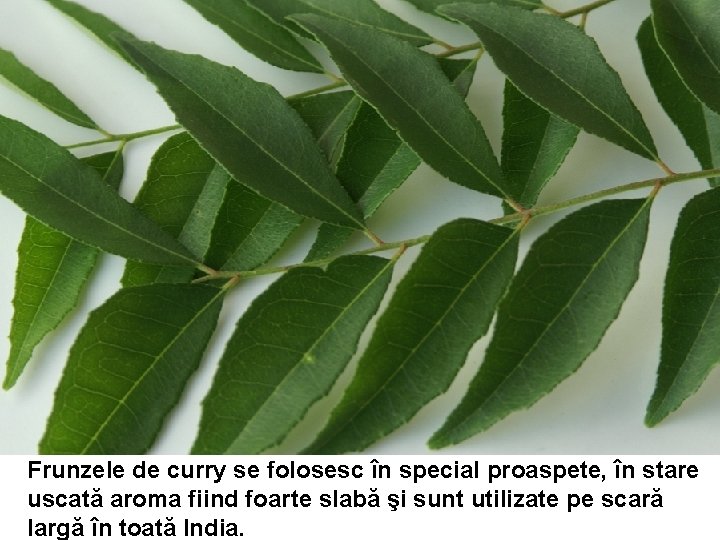 Frunzele de curry se folosesc în special proaspete, în stare uscată aroma fiind foarte Frunzele de curry se folosesc în special proaspete, în stare uscată aroma fiind foarte