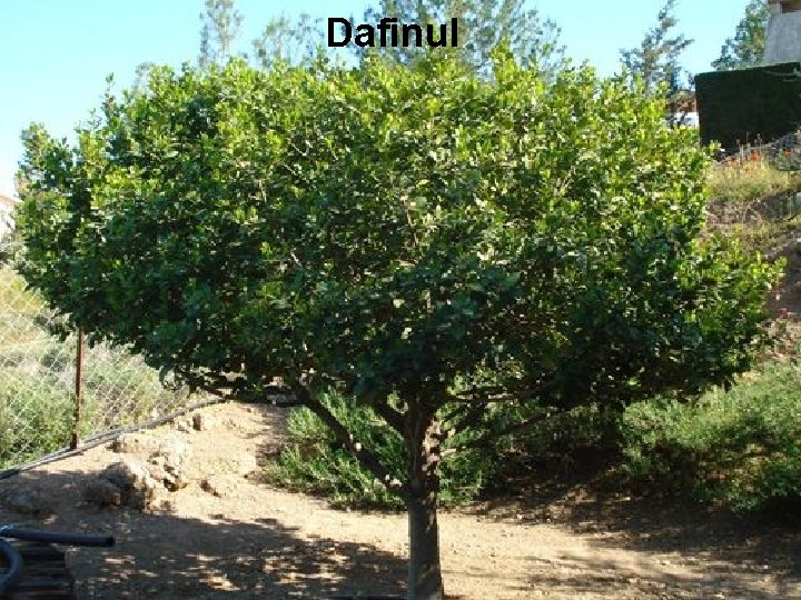Dafinul Dafinul