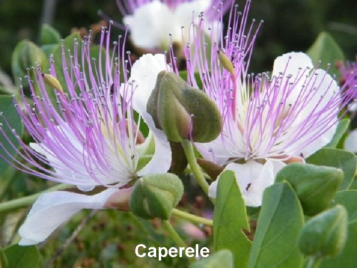 Caperele Caperele