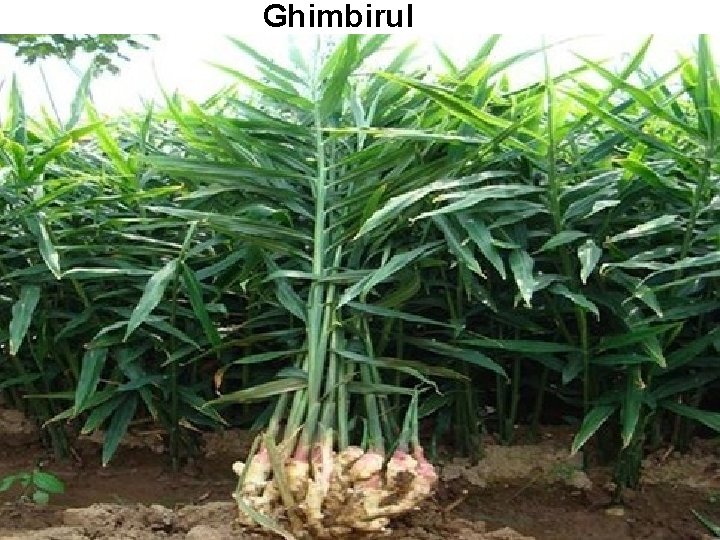 Ghimbirul Ghimbirul